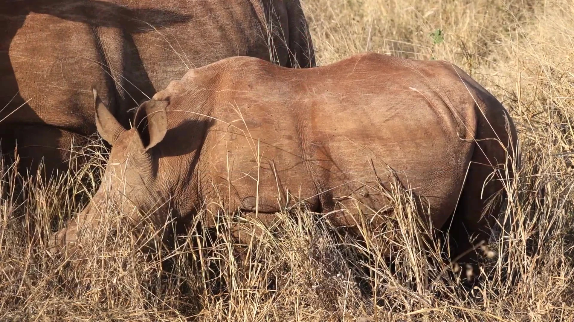 IoT.nxt — Rhino Tracking